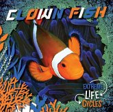 Clown Fish Clown Fish