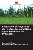 Évaluation des hybrides de riz dans les conditions agroclimatiques de Prayagraj