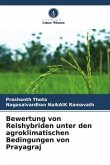 Bewertung von Reishybriden unter den agroklimatischen Bedingungen von Prayagraj