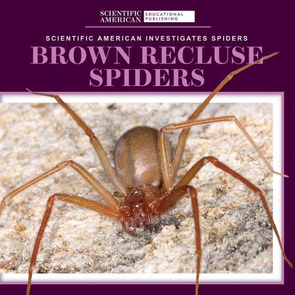 Brown Recluse Spiders Brown Recluse Spiders