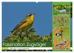 Faszination Zugvögel - Rekorde in der Vogelwelt (Wandkalender 2025 DIN A2 quer), CALVENDO Monatskalender
