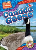 Canada Geese