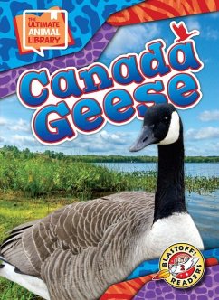 Canada Geese - Scheffer, Janie