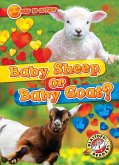 Baby Sheep or Baby Goat? Baby Sheep or Baby Goat?