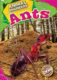 Ants