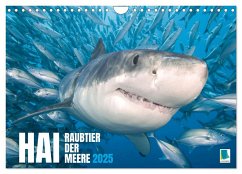 Hai: Raubtier der Meere (Wandkalender 2025 DIN A4 quer), CALVENDO Monatskalender