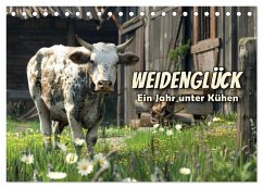 Weidenglück: Ein Jahr unter Kühen (Tischkalender 2025 DIN A5 quer), CALVENDO Monatskalender
