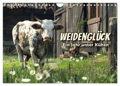 Weidenglück: Ein Jahr unter Kühen (Wandkalender 2025 DIN A4 quer), CALVENDO Monatskalender