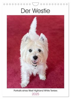 Der Westie - Portrait eines West Highland White Terriers (Wandkalender 2025 DIN A4 hoch), CALVENDO Monatskalender - Calvendo;Rohde, Angela