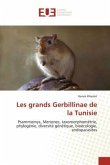 Les grands Gerbillinae de la Tunisie
