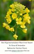 Best Hyperaccumulator Plant from Nature... - Bild 1