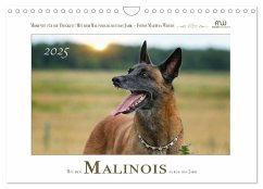 Mit dem Malinois durch das Jahr (Wandkalender 2025 DIN A4 quer), CALVENDO Monatskalender - Calvendo;Wrede - Wredefotografie, Martina