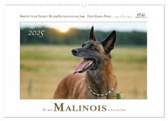 Mit dem Malinois durch das Jahr (Wandkalender 2025 DIN A2 quer), CALVENDO Monatskalender