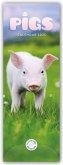 Pigs - Ferkel - Schweinchen 2025 - Slimline-Kalender