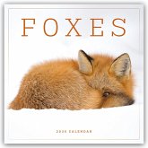 Foxes - Füchse 2025 - Wand-Kalender