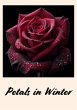 Petals in winter (eBook, ePUB) - Bild 1