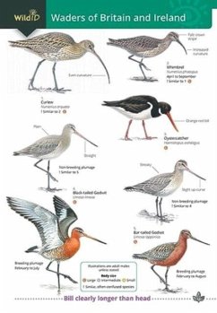 Wader of Britain and Ireland - Docker, Stephen; Offord, Keith