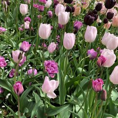 Cover In the blossoming park (MP3-Download)