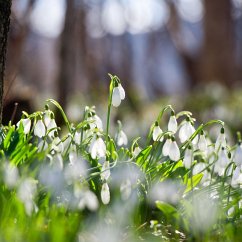 Spring in the English quarters (MP3-Download) - Runow, Katya