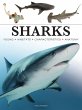 Sharks & Underwater Predators - Bild 1
