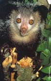 April the Aye Aye (eBook, ePUB) April the Aye Aye (eBook, ePUB)