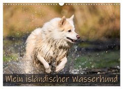 Mein isländischer Wasserhund (Wandkalender 2025 DIN A3 quer), CALVENDO Monatskalender