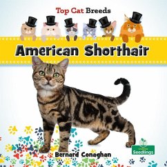 American Shorthair - Conaghan, Bernard