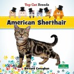 American Shorthair American Shorthair