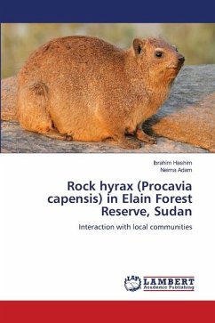 Rock hyrax (Procavia capensis) in Elain Forest Reserve, Sudan