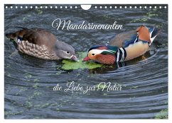 Mandarinenenten, die Liebe zur Natur (Wandkalender 2025 DIN A4 quer), CALVENDO Monatskalender - Calvendo;Rufotos