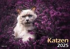 Katzen 2025 Bildkalender A3 quer - Natalie Große