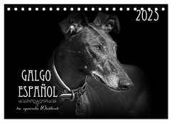 Galgo Español - der spanische Windhund 2025 (Tischkalender 2025 DIN A5 quer), CALVENDO Monatskalender