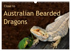 Close to Australian Bearded Dragons (Wall Calendar 2025 DIN A3 landscape), CALVENDO 12 Month Wall Calendar - Wyk - www. germanpix. net, Anke van