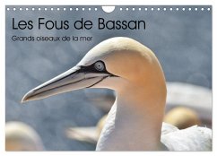 Fous de Bassan - Grands oiseaux marins (Calendrier mural 2025 DIN A4 vertical), CALVENDO calendrier mensuel - Kohrt, Stephanie