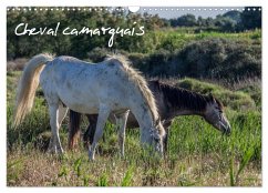 Cheval camarguais (Calendrier mural 2025 DIN A3 vertical), CALVENDO calendrier mensuel