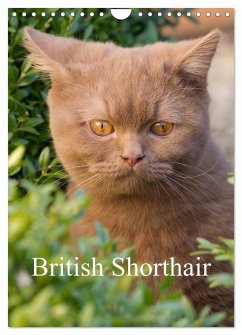 British Shorthair (Wall Calendar 2025 DIN A4 portrait), CALVENDO 12 Month Wall Calendar