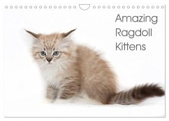 Amazing Ragdoll Kittens (Wall Calendar 2025 DIN A4 landscape), CALVENDO 12 Month Wall Calendar