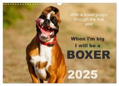 When I'm big I will be a Boxer / UK-Version (Wall Calendar 2025 DIN A3 landscape), CALVENDO 12 Month Wall Calendar