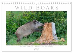 Wild Boars (Wall Calendar 2025 DIN A4 landscape), CALVENDO 12 Month Wall Calendar - Calvendo;Breuer, Michael