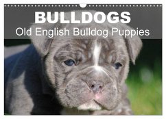 Bulldogs - Old English Bulldog Puppies (Wall Calendar 2025 DIN A3 landscape), CALVENDO 12 Month Wall Calendar