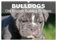 Bulldogs - Old English Bulldog Puppies (Wall Calendar 2025 DIN A3 landscape), CALVENDO 12 Month Wall Calendar - Stanzer, Elisabeth