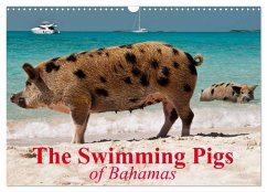 The Swimming Pigs of Bahamas (Wall Calendar 2025 DIN A3 landscape), CALVENDO 12 Month Wall Calendar