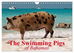 The Swimming Pigs of Bahamas (Wall Calendar 2025 DIN A4 landscape), CALVENDO 12 Month Wall Calendar