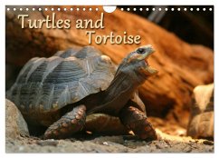 Turtles and Tortoise / UK-Version (Wall Calendar 2025 DIN A4 landscape), CALVENDO 12 Month Wall Calendar