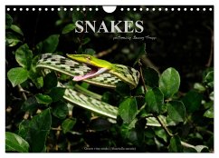 SNAKES / UK-Version (Wall Calendar 2025 DIN A4 landscape), CALVENDO 12 Month Wall Calendar