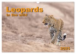 Leopards in the wild (Wall Calendar 2025 DIN A3 landscape), CALVENDO 12 Month Wall Calendar