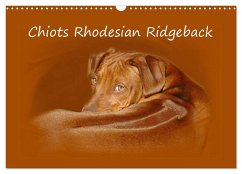 Chiots Rhodesian Ridgeback (Calendrier mural 2025 DIN A3 vertical), CALVENDO calendrier mensuel