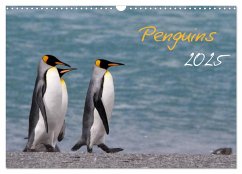 Penguins 2025 (Wall Calendar 2025 DIN A3 landscape), CALVENDO 12 Month Wall Calendar - Schlögl, Brigitte