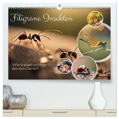 Filigrane Insekten (hochwertiger Premium Wandkalender 2025 DIN A2 quer), Kunstdruck in Hochglanz