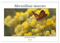 Merveilleux insectes en Île-de-France (Calendrier mural 2025 DIN A3 vertical), CALVENDO calendrier mensuel - Denis, Michel